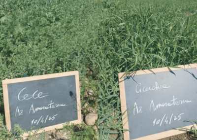 Innoprolegu e Dynamica